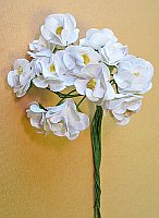 Powiększ
